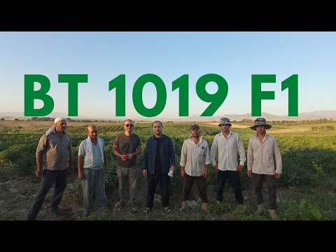 Видео: Паркент туманида 65 сотих  BT 1019 F1 кизил памидори.