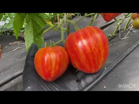 Видео: Собрала часть созревших гномов