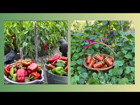 Видео: Селска лютеница - Bulgarian traditional dish - Lyutenitsa