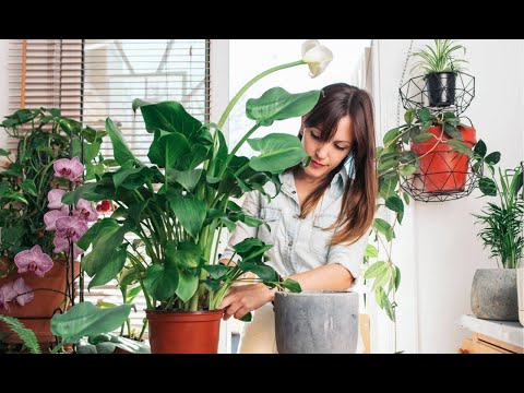 Видео: Узок, йил у́сувчи хона гуллари...🪴🌵🌿