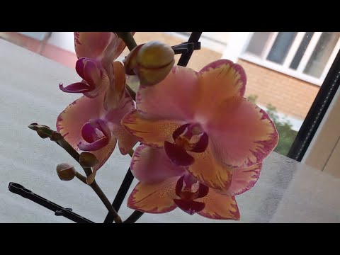 Видео: Мои Уникальные Орхидеи В Банках / Многие Зацвели / Фласята Прекрасно Развиваются