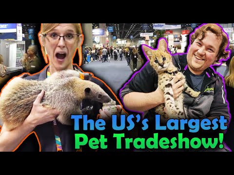 Видео: Мы посетили выставку Global Pet Expo!