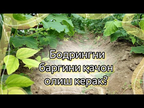 Видео: Бодрингни баргини олиш шартми?