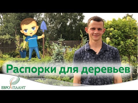 Видео: Распорки и подвязки для деревьев. Зачем? Когда? Как?