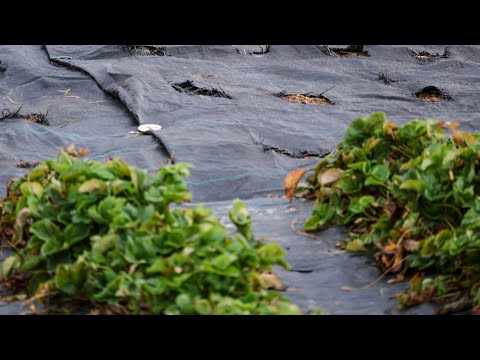 Видео: Саме основне під час посадки Полуниці
