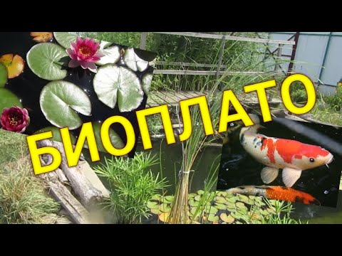 Видео: Чистая вода в пруду. Как сделать Биоплато? Биоплато и его функции в домашнем пруду