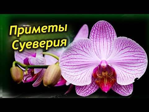 Видео: Орхидея в доме – приметы и суеверия. Стоит ли держать дома Орхидею?