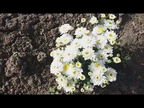 Видео: От такий заробіток....