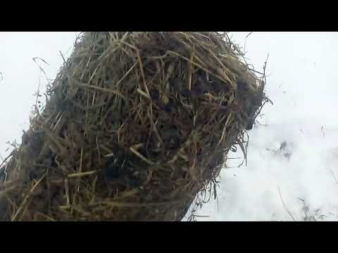 Видео: Зерно-силос в стрейч пленке.в минирулонах . мини прессподборшик 0850.