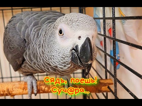 Видео: ЗАТКНИ УШИ!!! Джокер попугай РУГАЕТСЯ МАТОМ и песни поёт!