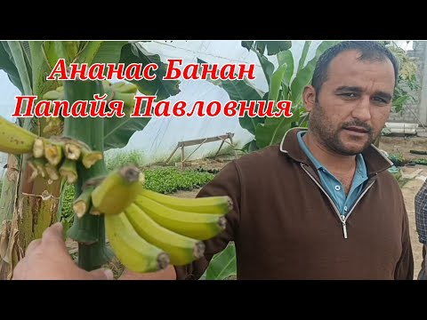 Видео: Ананас Павловния Банан Папая помидор балгари каламфур