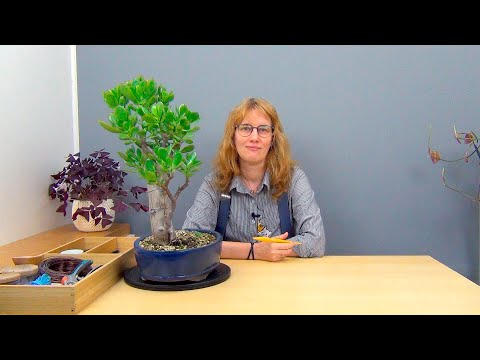 Видео: Обрезка взрослой крассулы (ч.11).