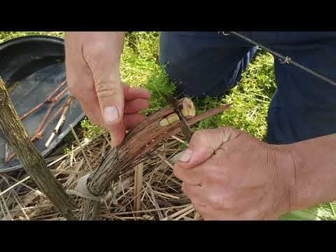 Видео: Прививка винограда в рукав.Сроки.