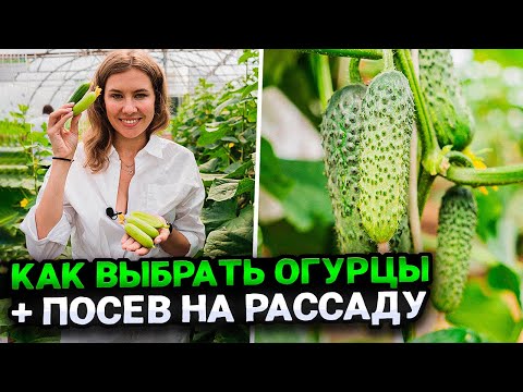 Видео: КАК ПРАВИЛЬНО ВЫБРАТЬ ОГУРЦЫ ДЛЯ СЕБЯ | ПОСЕВ ОГУРЦОВ НА РАССАДУ