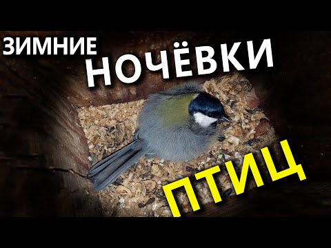 Видео: Где ночуют птицы?