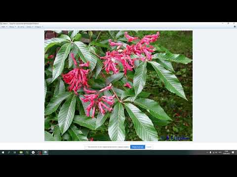 Видео: Беседы О Растениях: Конский каштан