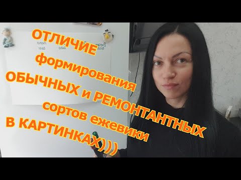 Видео: Разница в формировании обычных и ремонтантных сортов ежевики