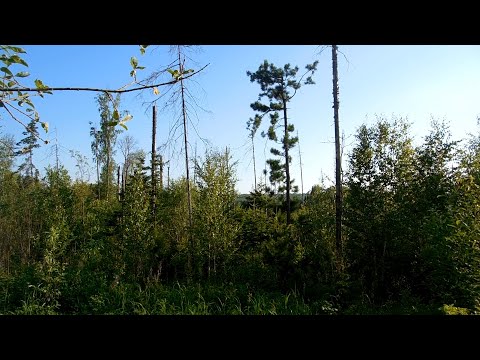 Видео: Тайшетская аномальная зона.