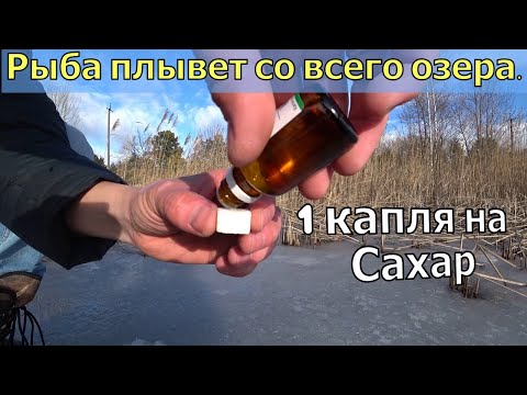 Видео: Капаю это аптечное средство на сахар и лунку. Опустил камеру под воду. Прикормка для рыбалки зимой.