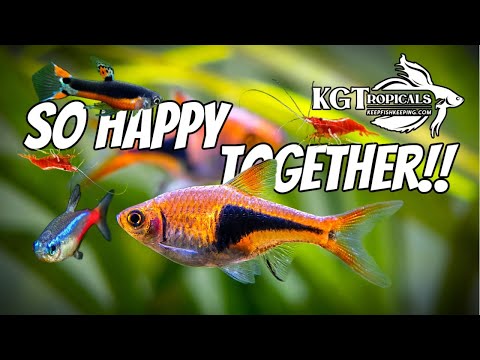 Видео: Самые удивительные сочетания рыб для 10-галлонного аквариума