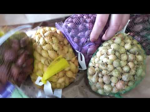 Видео: Семена картофеля и лук младенец из интернет магазина. Ожидание-реальность!