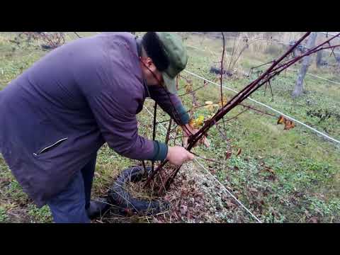 Видео: Осеняя обрезка ежевики| Подготовка к зиме