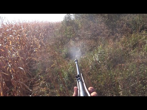 Видео: Охота с лайками на кабана в кукурузе. Собаки попали под кабанов.Boar hunting with huskies.