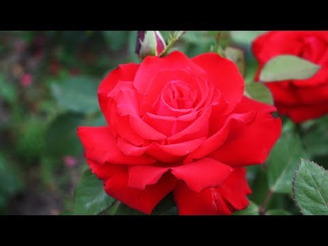 Видео: Самые лучшие розы для Средней полосы  Часть 2