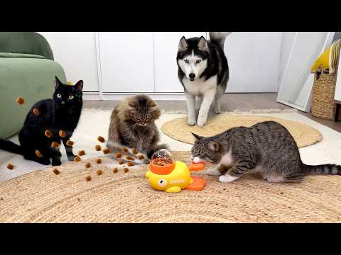 Видео: Кошки и хаски: Великая охота за лакомствами! Тест на IQ для собак и кошек!