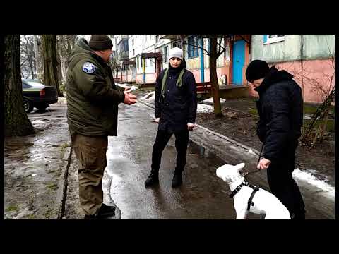Видео: Занятие на послушание с бультерьером 1 год "первое занятие"