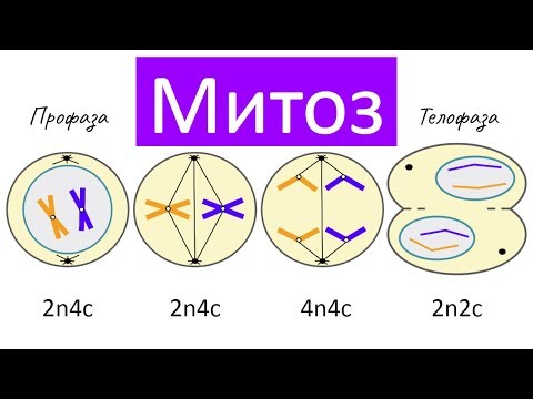 Видео: Митоз - деление клетки | самое простое объяснение