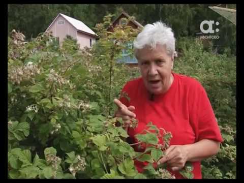 Видео: Голова садовая. Ягода малина в августе