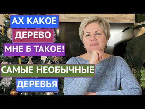 Видео: САМЫЕ НЕОБЫЧНЫЕ И ПРЕКРАСНЫЕ ДЕРЕВЬЯ ДЛЯ ВАШЕГО САДА!