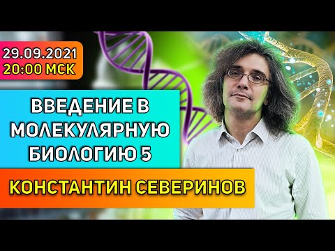 Видео: Константин Северинов. Введение в молекулярную биологию: Про белки: молекулярные трансформеры.