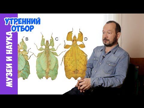 Видео: Разгадка столетней тайны привиденьевых. Игорь Фадеев