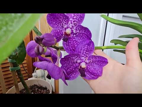 Видео: орхидея ванда