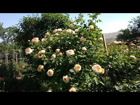 Видео: Розы. Формирование кустовых роз . Роза Алхимист. Ответы на вопросы о кустовых розах.