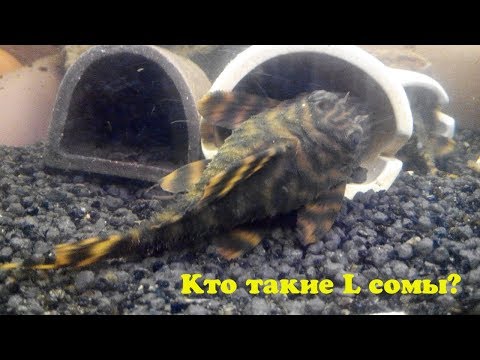 Видео: Кто такие L сомы?