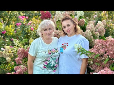 Видео: Сад из роз и гортензий в Сморгонском районе