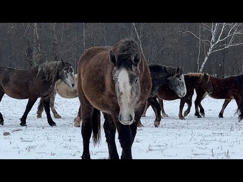 Видео: Продажа тяжеловозных кобыл и жеребят 89172586698 WhatsApp, Татарстан