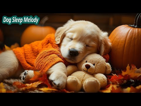 Видео: 🐶 12 часов расслабляющей музыки для собак и щенков 💤 Успокаивающие звуки для глубокого сна | Сняти