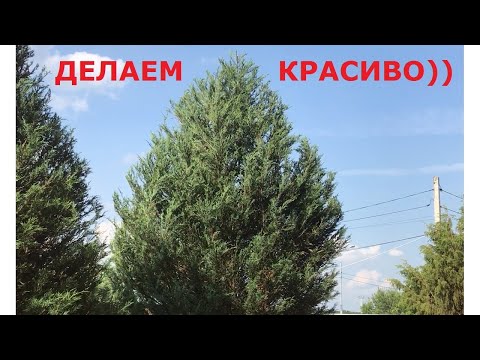 Видео: Обрезка взрослых скальных можжевельников – для максимальной декоративности и долговечности деревьев