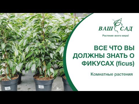 Видео: Всё, что вы должны знать о фикусах (ficus)  Ваш сад