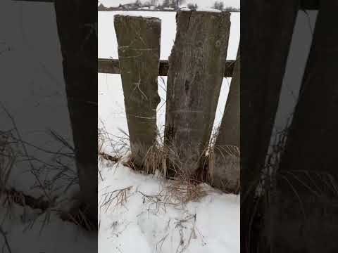 Видео: Охота на зайца. Установка і проверка петель.Ушла  лисица