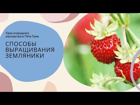 Видео: 684. Земляника. Почему одну  сеем семенами, а другую только розетками? Микроклонирование.