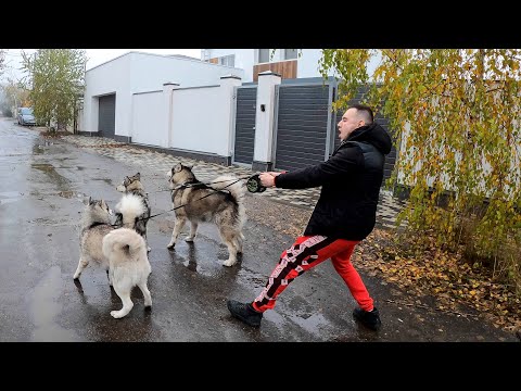 Видео: ТРЭШ! ИДУ ТУДА, КУДА ВЕДУТ СОБАКИ / хаски управляет мной