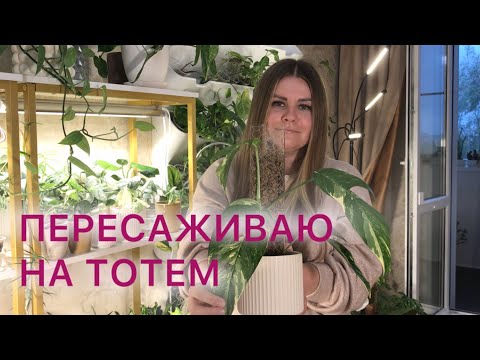 Видео: ПЕРЕСАЖИВАЮ НА ТОТЕМ | Эпипремнумы и монстера #комнатныерастения #эпипремнум #монстерадубиа