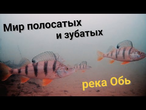 Видео: Подводные съемки на камеру FocusFish. Река Обь 2025 год.