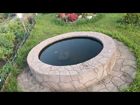 Видео: Обзор пионового поля едва успела снять.