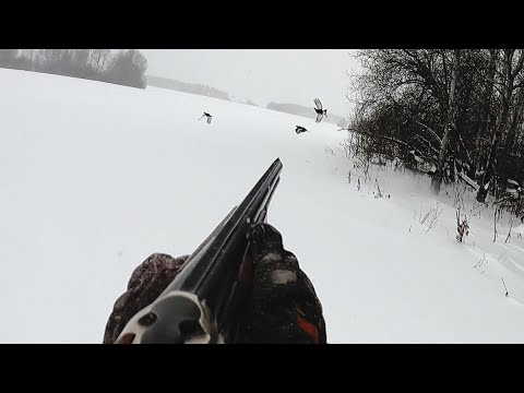 Видео: Два Чёрных Косача и Заяц!!! Охота на лунках на Тетерева зимой.